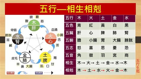 金剋木|五行相剋一目了然：木土水火金，相生相剋口訣記住它！